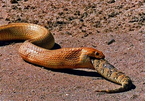 mocura|Uma cobra que se alimenta de cobras e é imune aos seus。